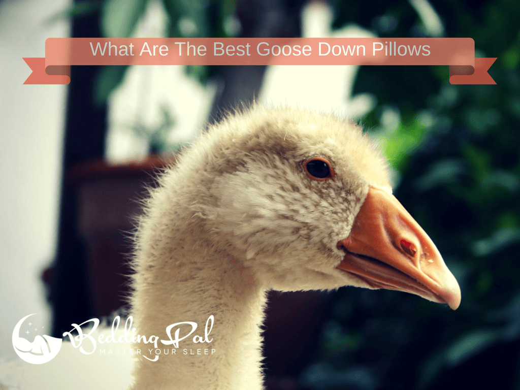 best-goose-down-pillows